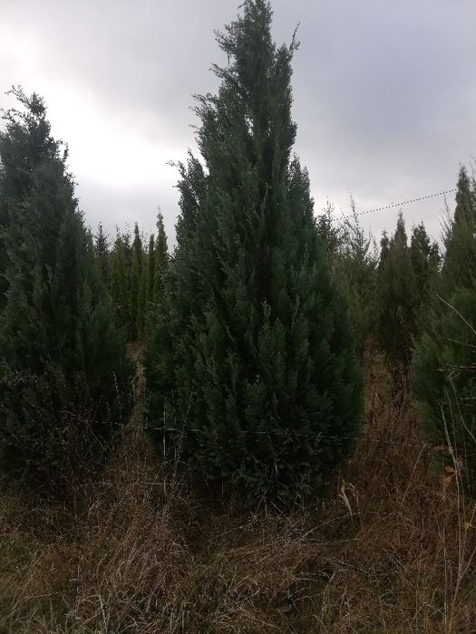 Tuja szmaragd 200cm