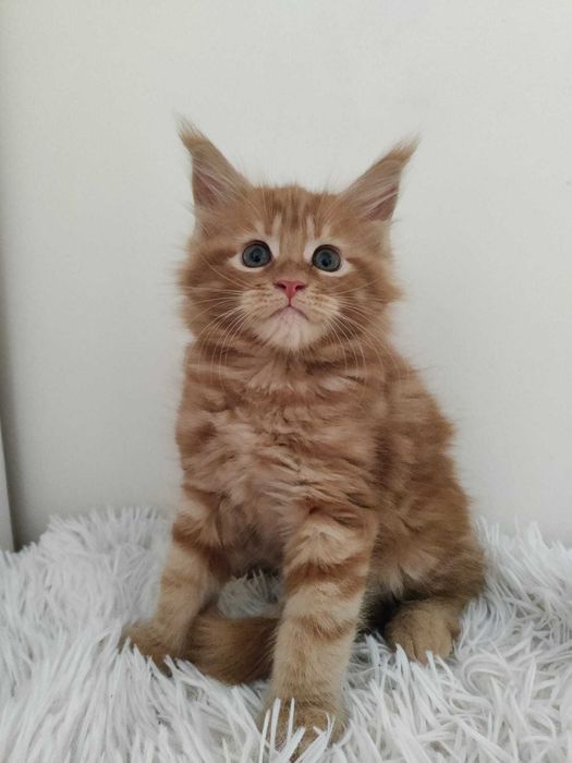 Ruda kotka / Maine Coon/ FPL