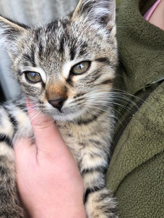 Віддам кішечку в добрі руки