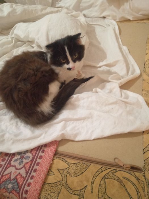 Кошенята безкоштовно