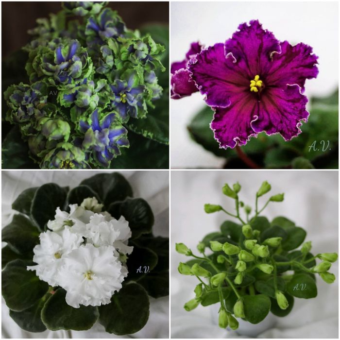 Сенполії, фіалки, сортові сенполії, листочки