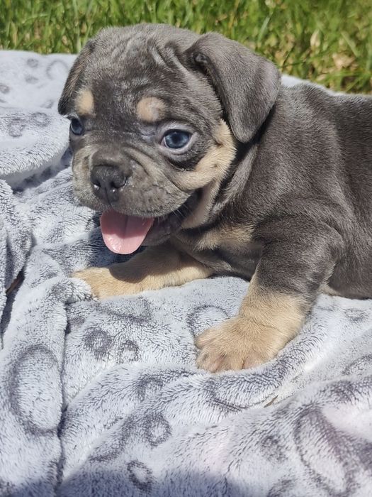 Bulldog blue tan