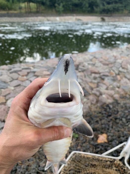 Малек Белуги Каспийской