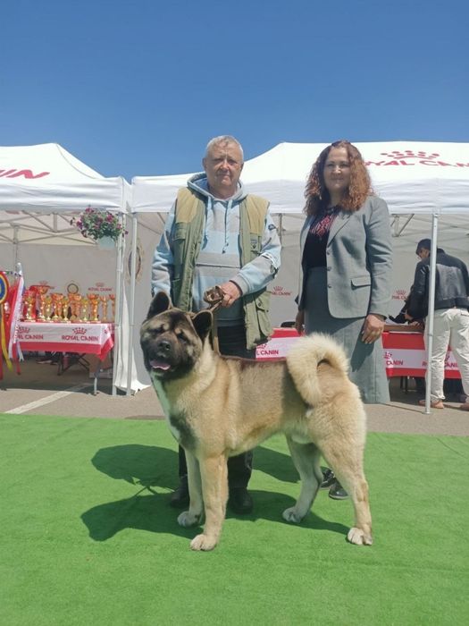 Американська акіта, 8 тижнів