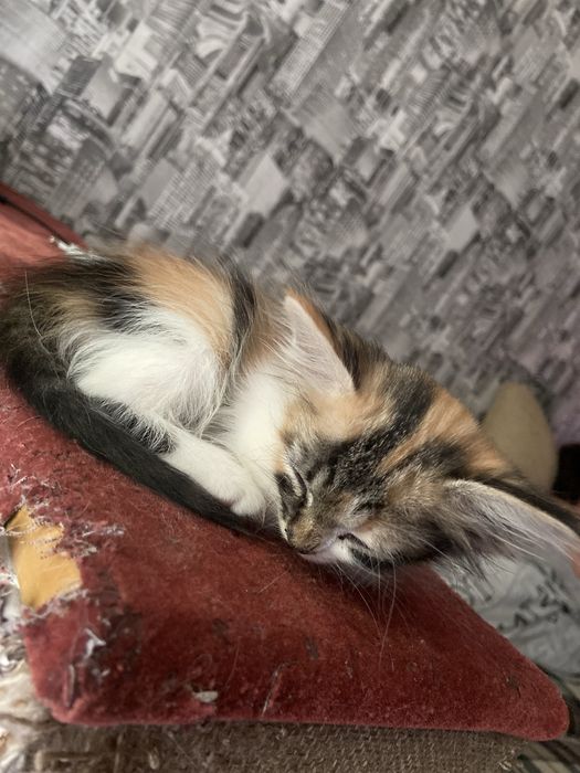 Котята безкоштовно