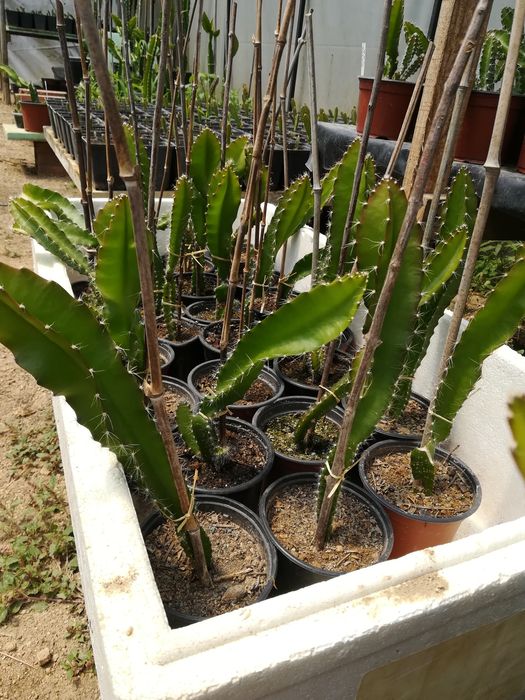 Promoção, Plantas de pitaya