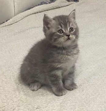 "Scottish Straight"симпатюля в окрасе"Вискас"