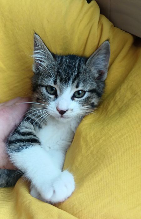 Маленькая котёнок девочка ищет дом! Котята в хорошие руки!