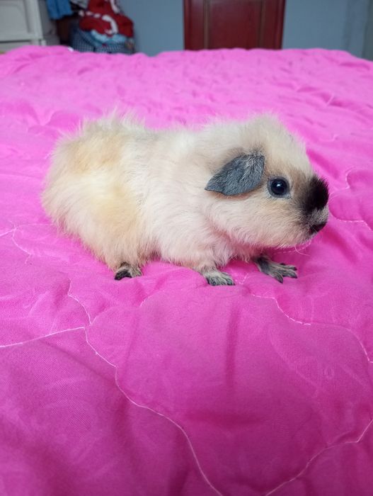 Морська свинка хлопчик