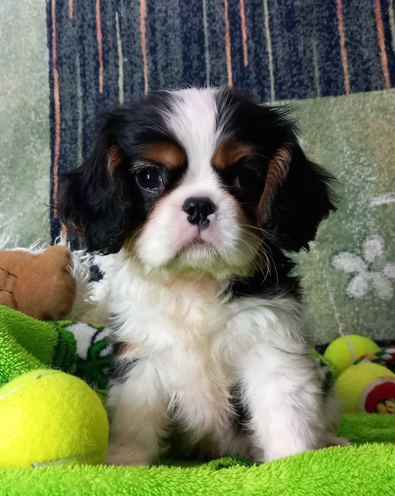 Кавалер кінг чарльз спаніель