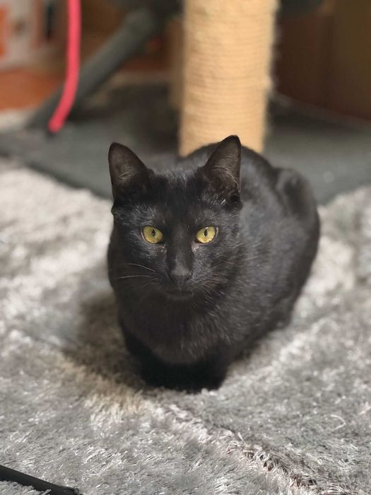 CASTRADO | Macho juvenil disponível para adoção responsável