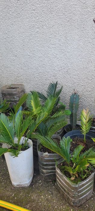 Palmeira sica para venda