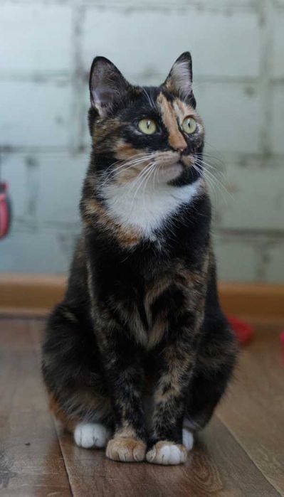 в добрі руки молоденька киця,муркотушка