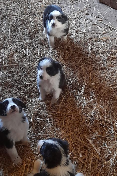 Border collie samczyk 8 tygodniowy z rodowodem