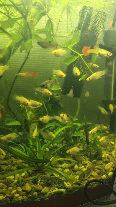 Молінезія  – 10 грн/шт