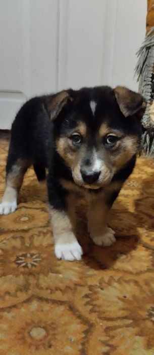 Віддам    цуценя