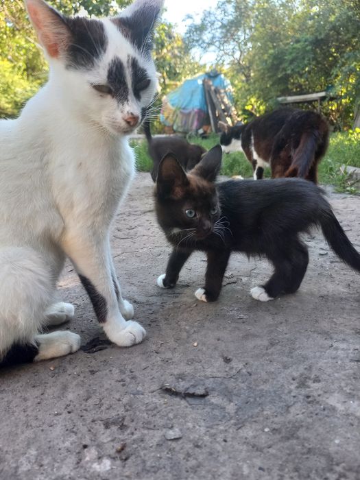 Котята в добрые  руки