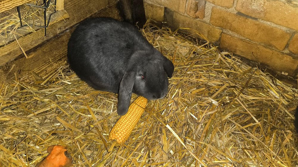 Sprzedam króliki barany francuskie niebieskie