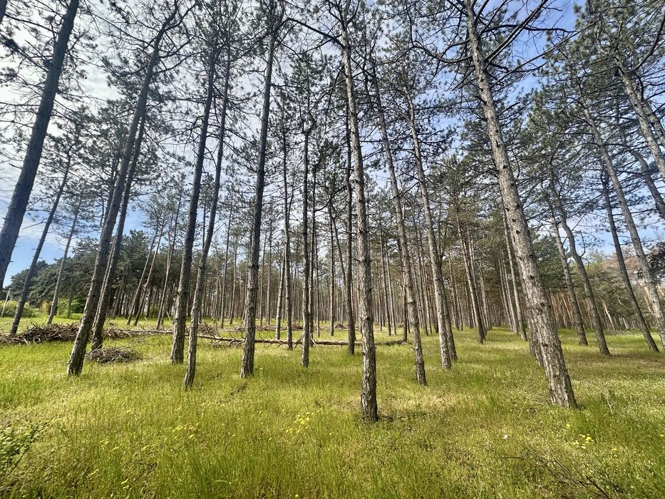 Продажа. Участок. Воскресенск. Река. Лес.