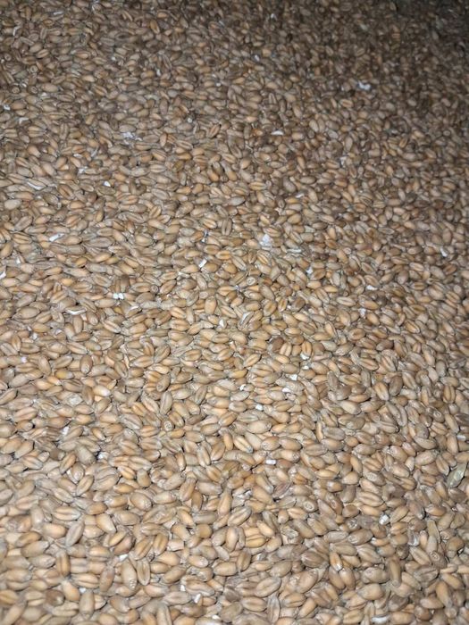 Продам пшеницю 8300