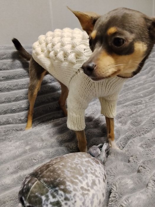 Платье, свитер и желетка для собачки!