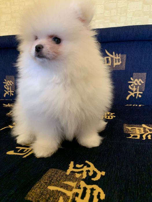 Померанський шпіц хлопчик щеня. Померанский шпиц мальчик щенок