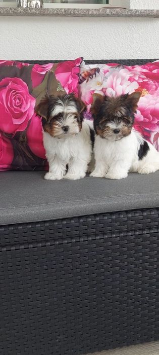 Yorkshire terrier Biewer