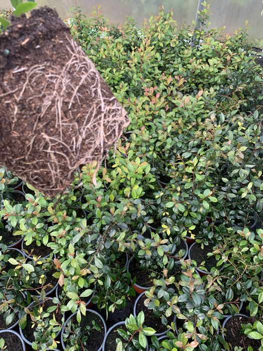 Eugénia Newport 30cm