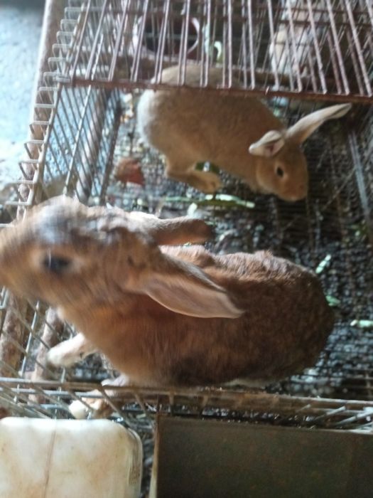 Vendo coelhos de carne xxxxxxxxxxxxxx