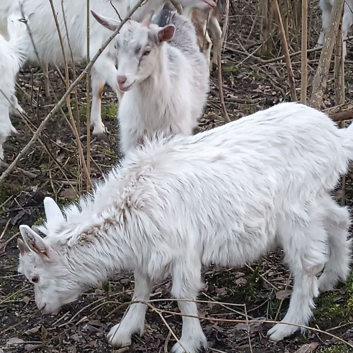 Козенята 5  місяці – альпійська, ламанча, зааненська породи
Продаємо