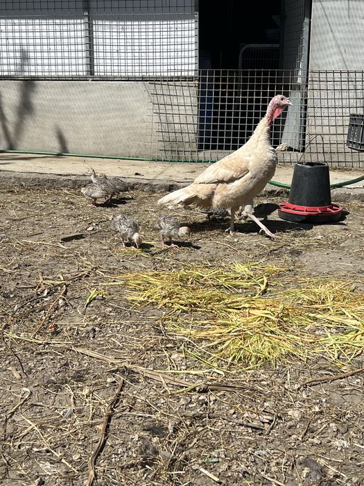 Venda de perus adultos e novos