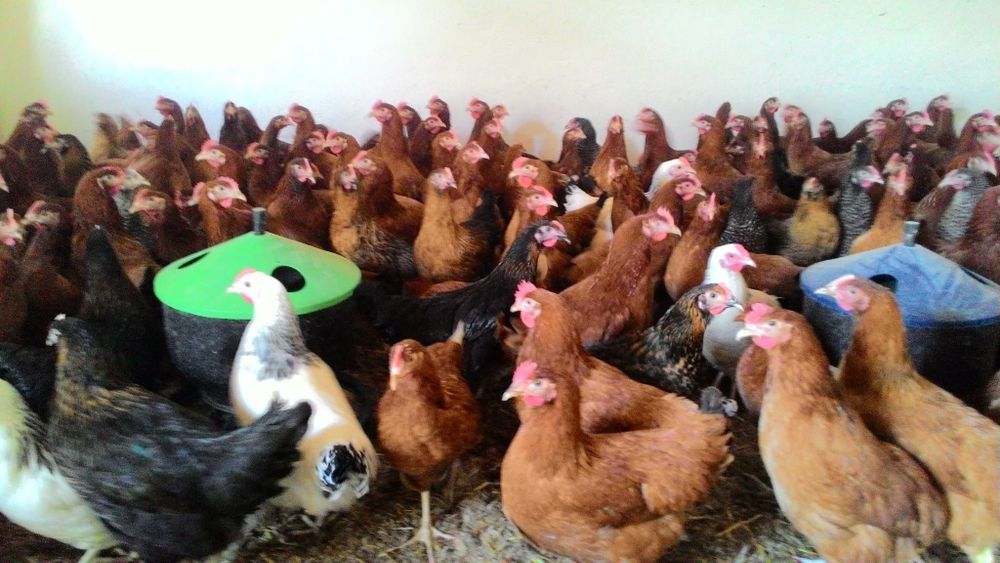 Kury.  kurki, młode nioski