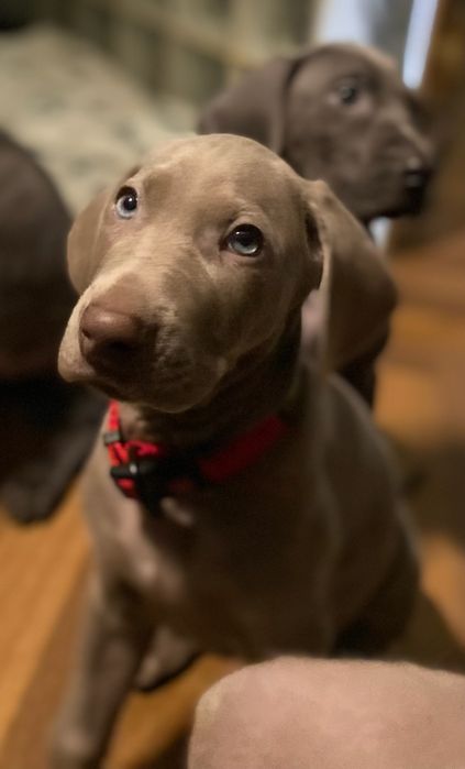 Wyżeł Wajmarski piesek na sprzedaż