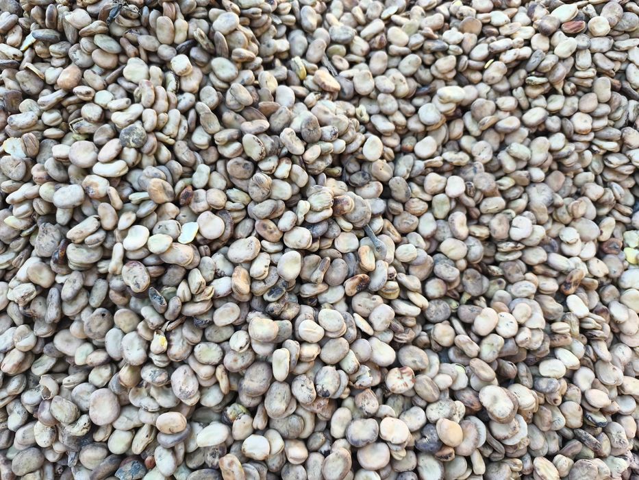 BÓB TOP BÓB TOPBOB nasiona bobu topbób ziarno 2025r nie bizon bachus