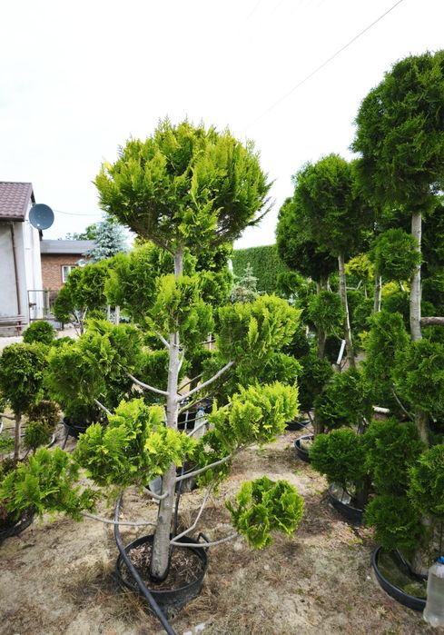 Cyprys Lawsona iwonne