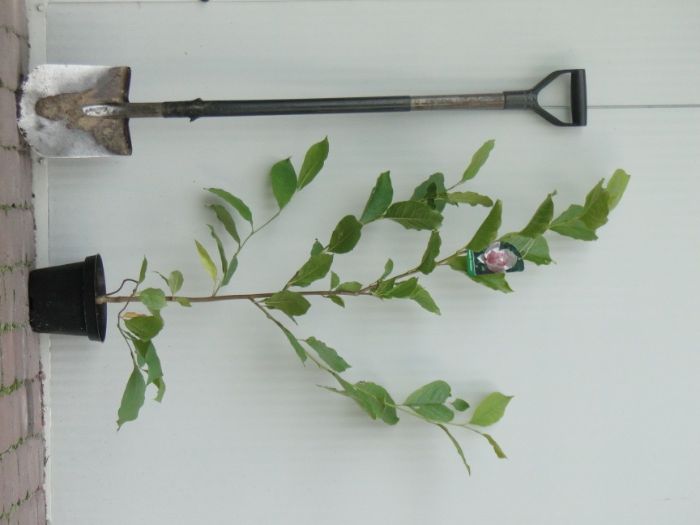 Magnolia      C3