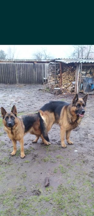 Продам цуценят німецької вівчарки