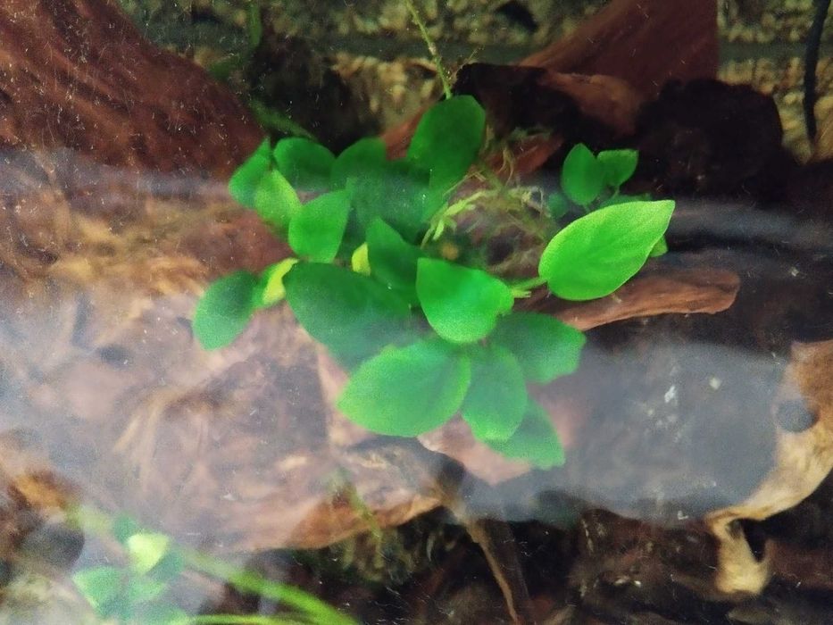 Descida preço Aquário aquatlantis com 1,5 metros