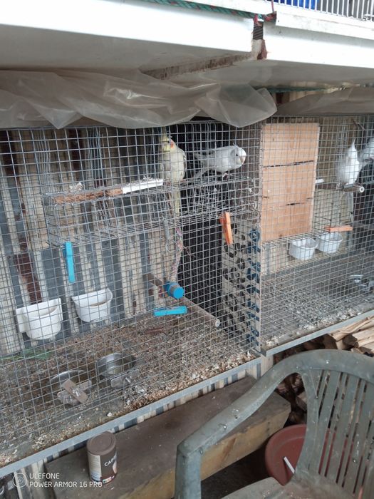Caturras para criar a mão