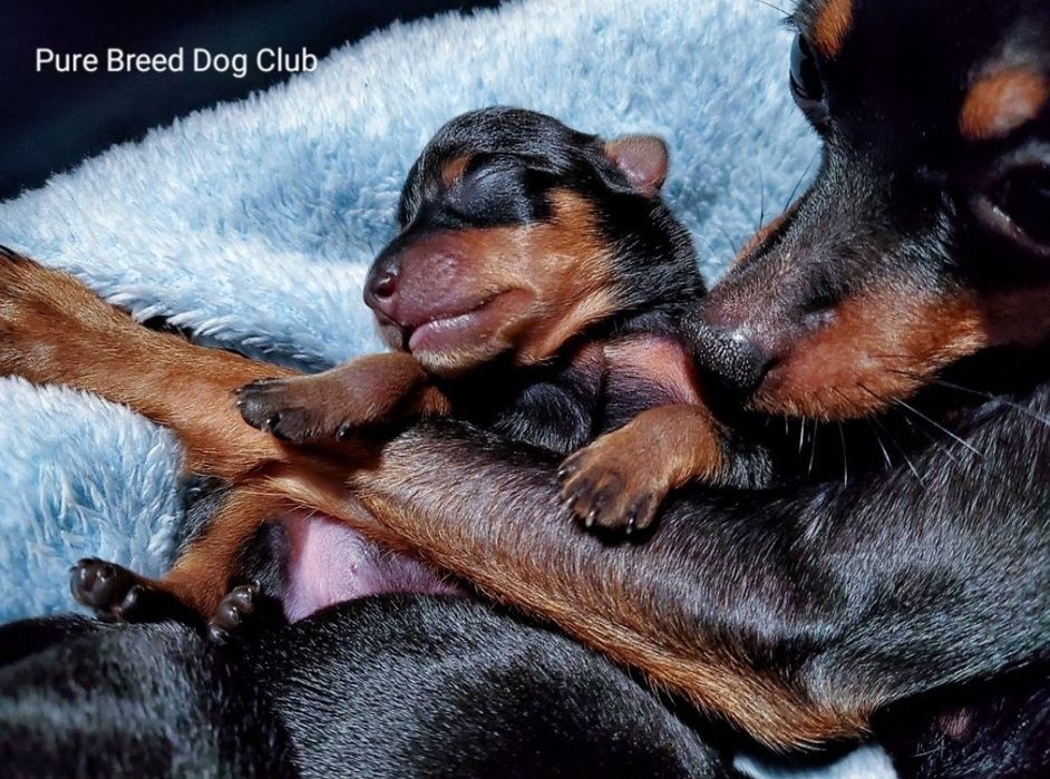 Praski Ratler 1,6 - 1,8 kg ratlerek miniaturka nie pinczer miniaturowy