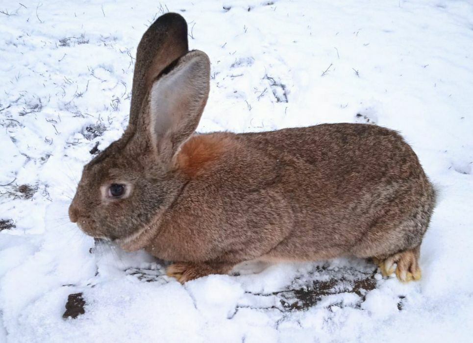 Króliki  3kg do dalszej hodowli