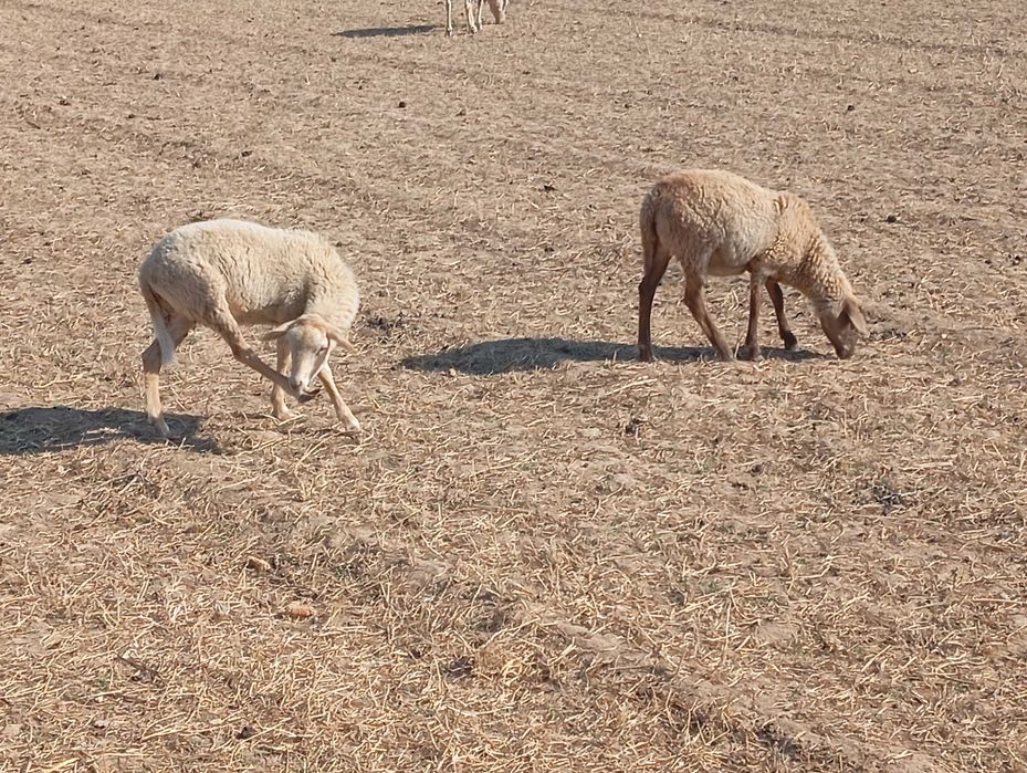 Borregas cruzadas de muflao dos camarões para venda . Animais muito dóceis. Bons para criar ou comer