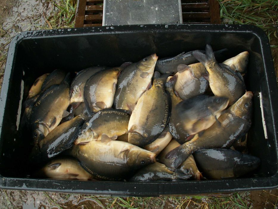 Kroczek karp królewski