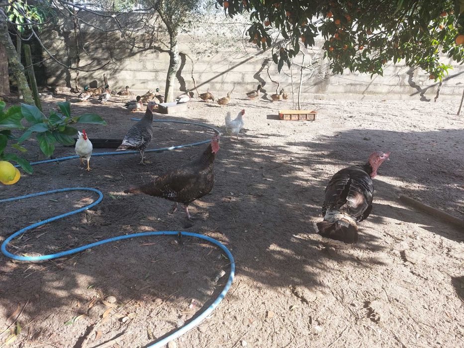 Vendo trio de perús