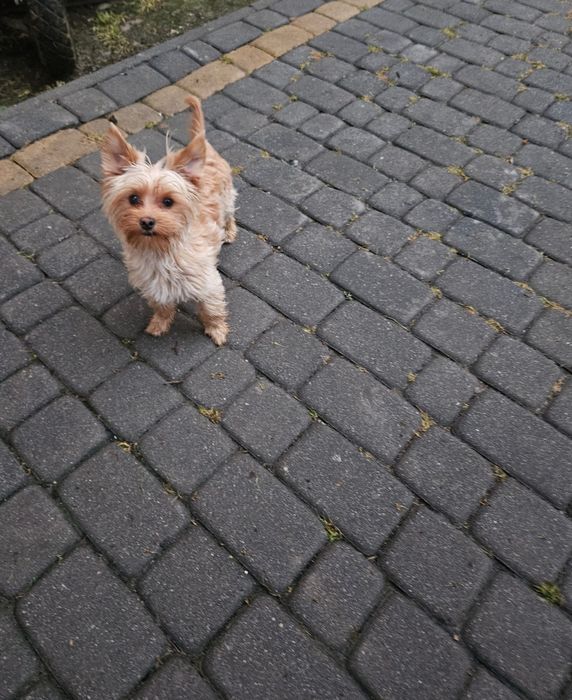 Yorkshire terrier piesek goldust