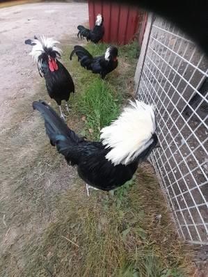 Koguciki silki jedwabiste i białoczuby