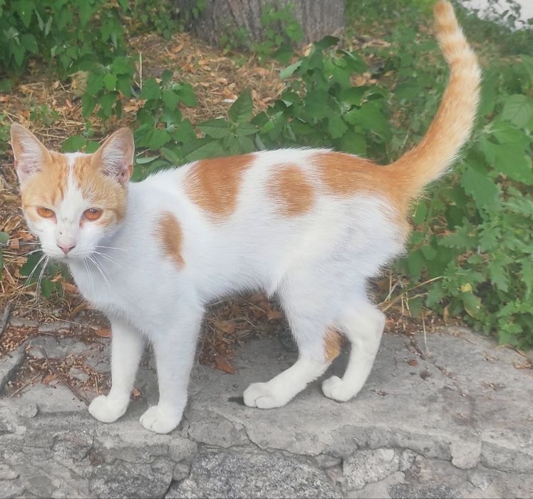 Котик молоденький до року