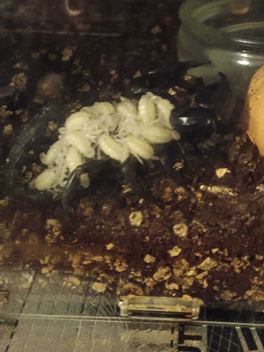 Skorpion - Heterometrus Silenus L2/L3