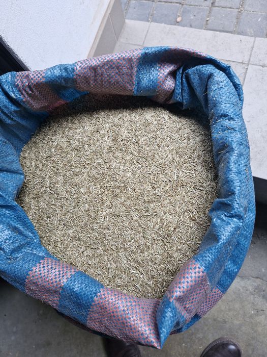 Trawa życica trwała boxer