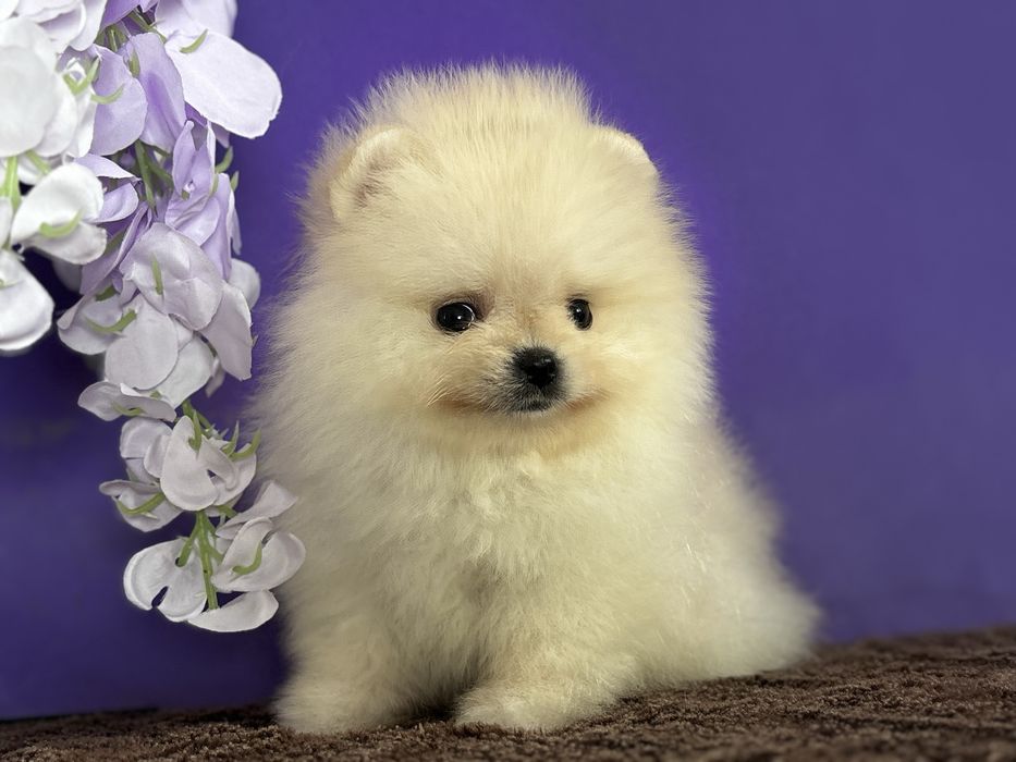 Прекрасна дівчинка померанського шпіца